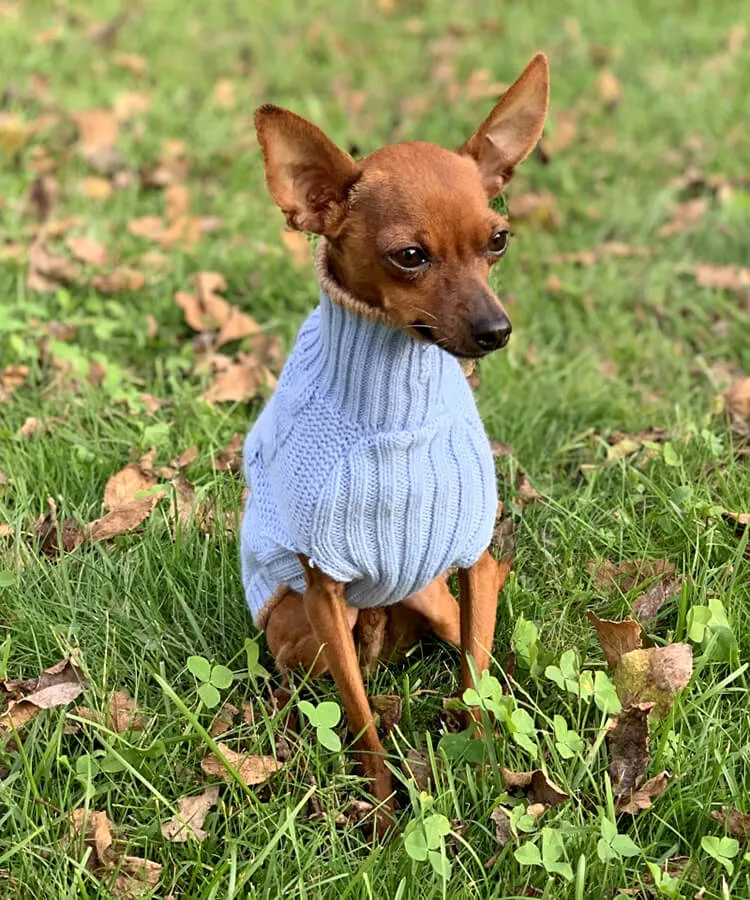 Personalized dog sweater